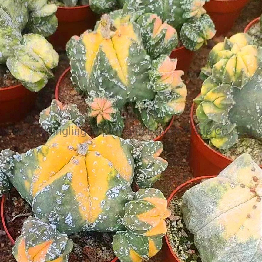 Astrophytum Myriostigma Varegata Cactus Indoor Plant Bonsai Gardening Live Plant