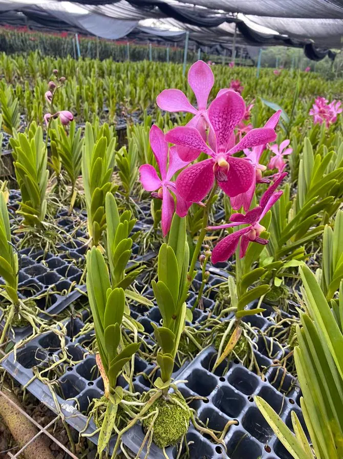 Lots Colors of Mokara Real Plants