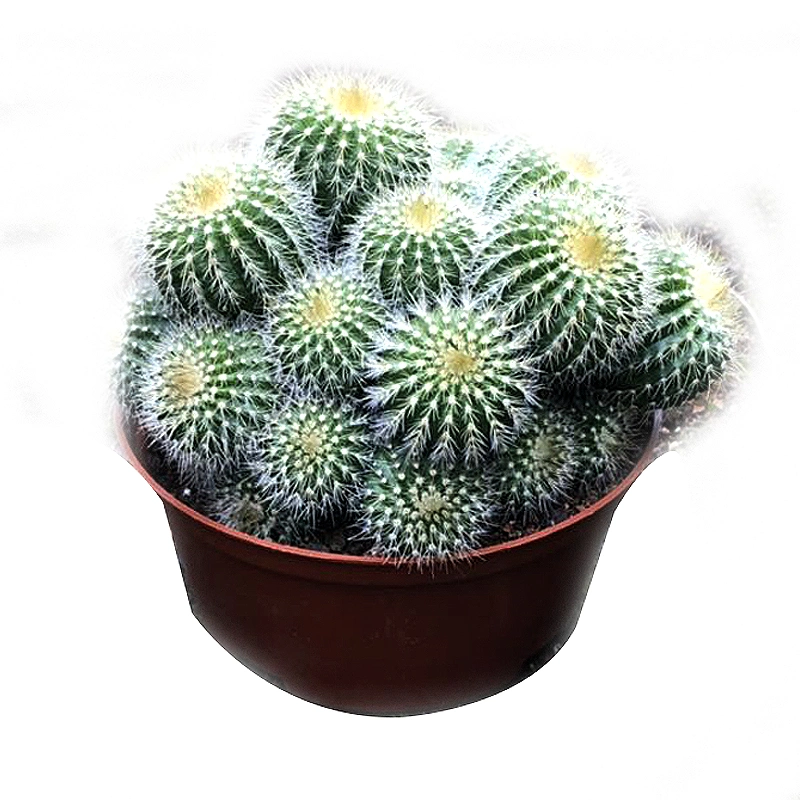 Catus and Succulent Decoration Live Plant Nursery Wholesale