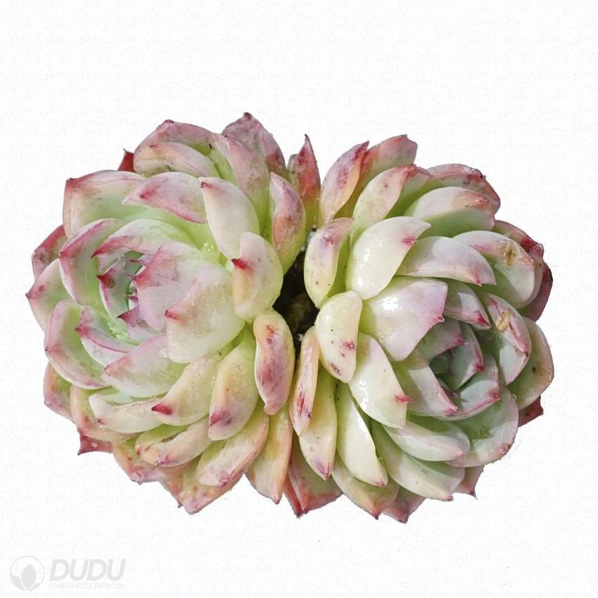 Dudu Colorful Wholesale Thick Leaved Rose Double Head Echeveria Natural Live Succulent