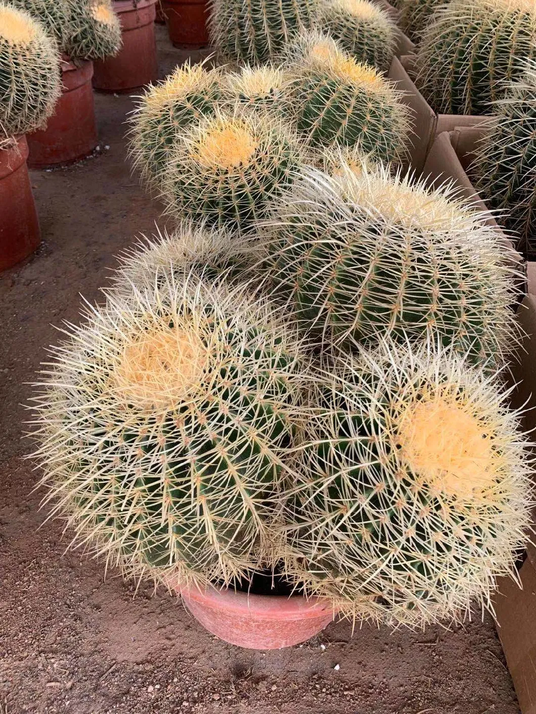High Quality Cactus Echinocactus Grusonii Live Plants
