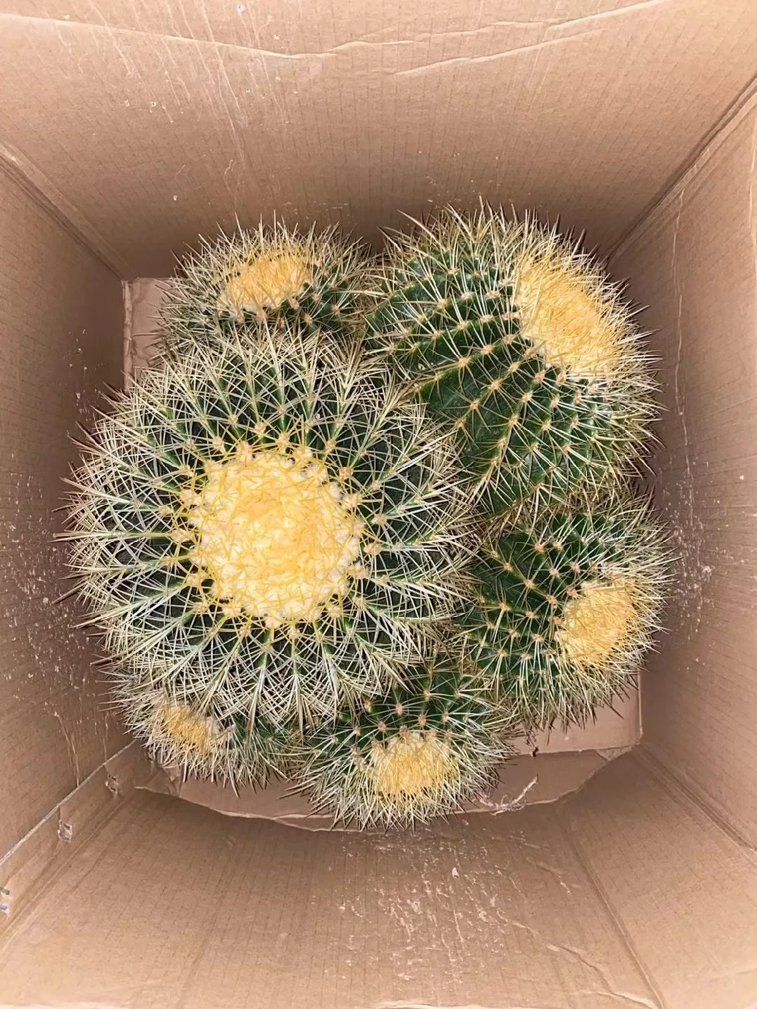 High Quality Cactus Echinocactus Grusonii Live Plants