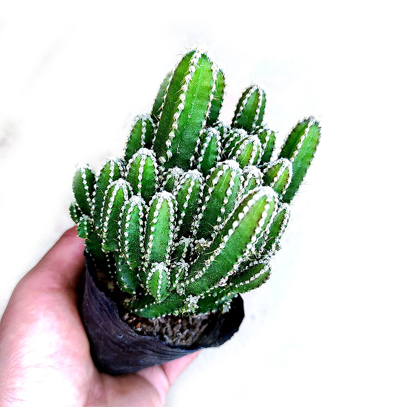 Catus and Succulent Decoration Live Plant Nursery Wholesale