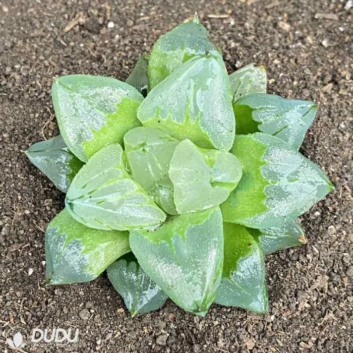 Dudu Wholesale Ice City Haworthia Natural Live Succulent