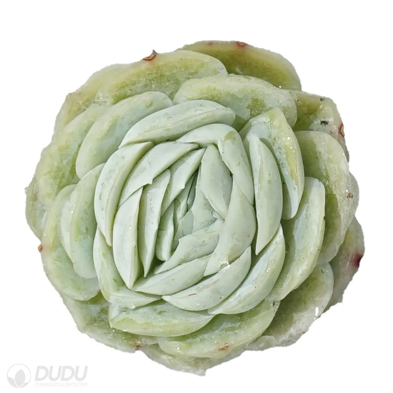 Dudu Cheap Wholesale Pretty Echeveria Echeveria Sina Natural Live Succulent