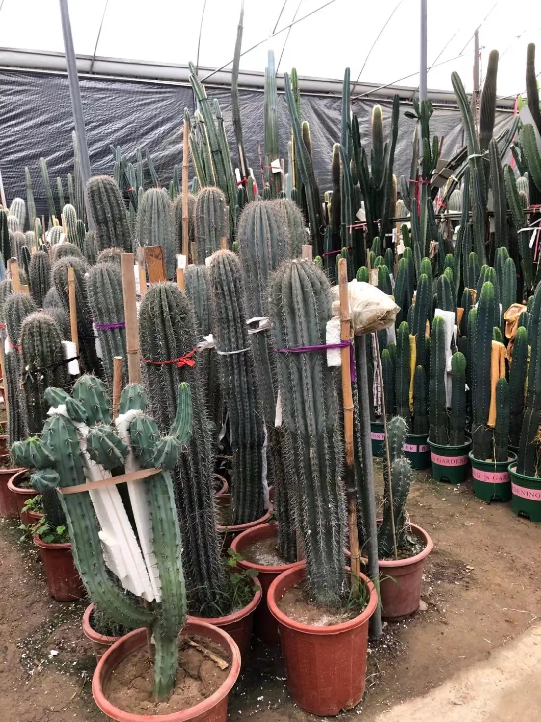 Different Size Outdoor Plants Pachycereus Pringlei Cactus