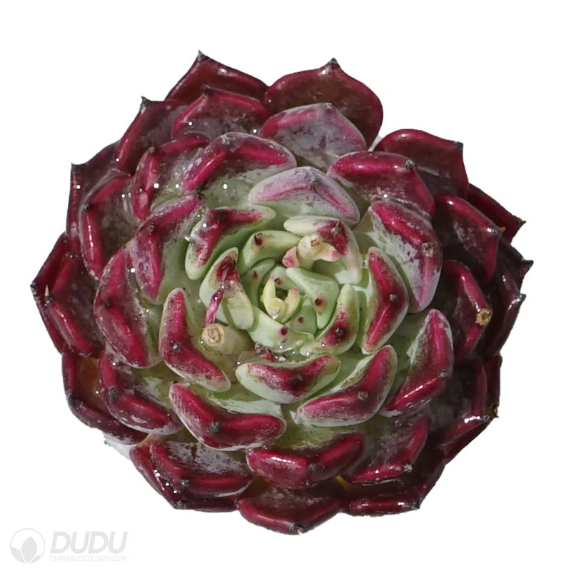 Dudu New Arrival Cheap Sara Himebotan Echeveria Natural Live Succulent