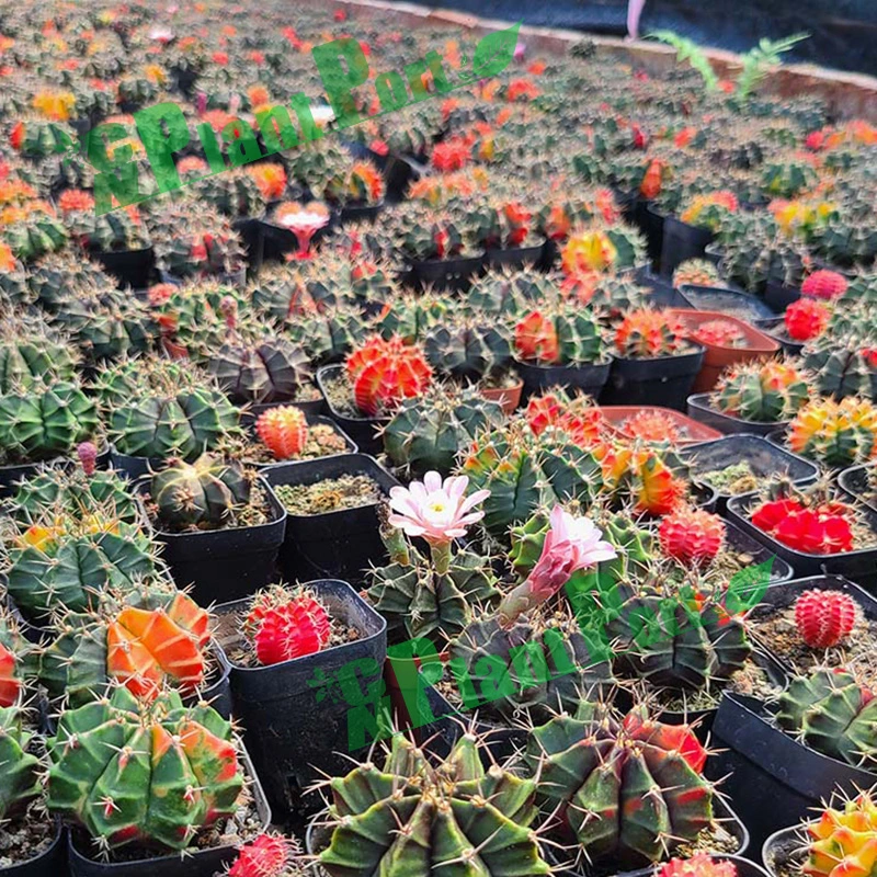 Colorful Cactus Succulent Flower Mini Bonsai Live Export Plants Thelocactus Setispinus (Engelm.)