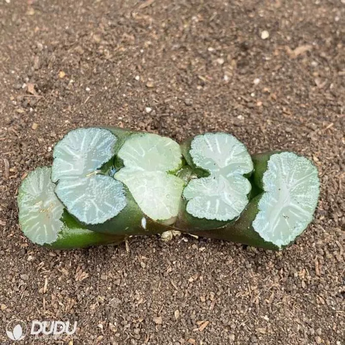 Dudu Rare Bai Ya Haworthia Natural Live Succulent