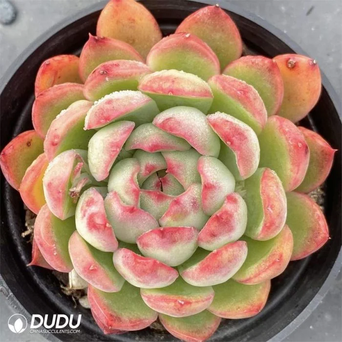 Dudu Wholesale Type of Real Echeveria The Peony Pavilion Natural Live Succulent