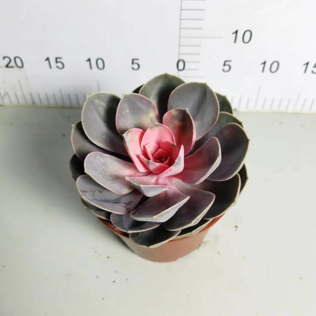 Wholesale Nursery Echeveria/Haworthia/Lithops/Aeonium/Cactus Colourful Rare Natural Live Succulent Plants Red Heart