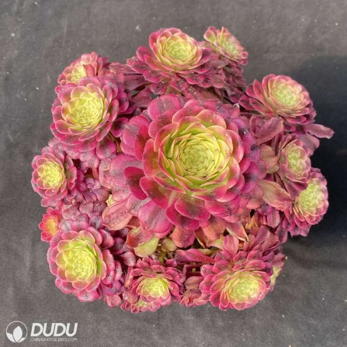 Dudu Hot Sale Prettiest Dancing Tianji Variegate Aeonium Natural Live Succulent