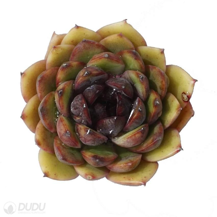 Dudu Hot Sale Colorful Hot Sale Amethyst Rose Echeveria Natural Live Succulent Plants