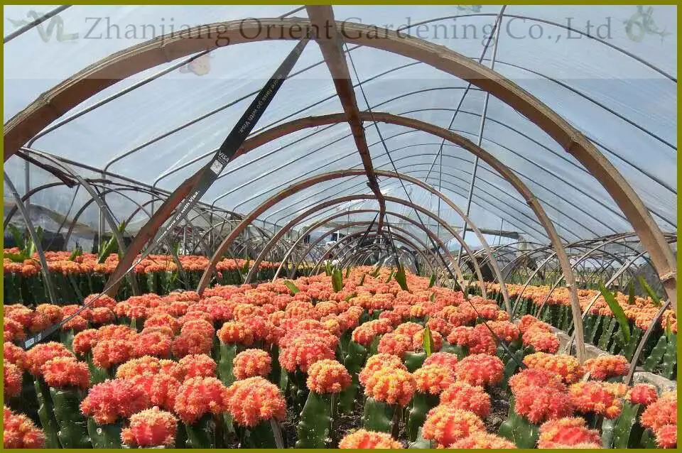 Grafted Gymnocalycium Mihanovichii Moon Cactus Live Plant Red Yellow Pink Multicolor