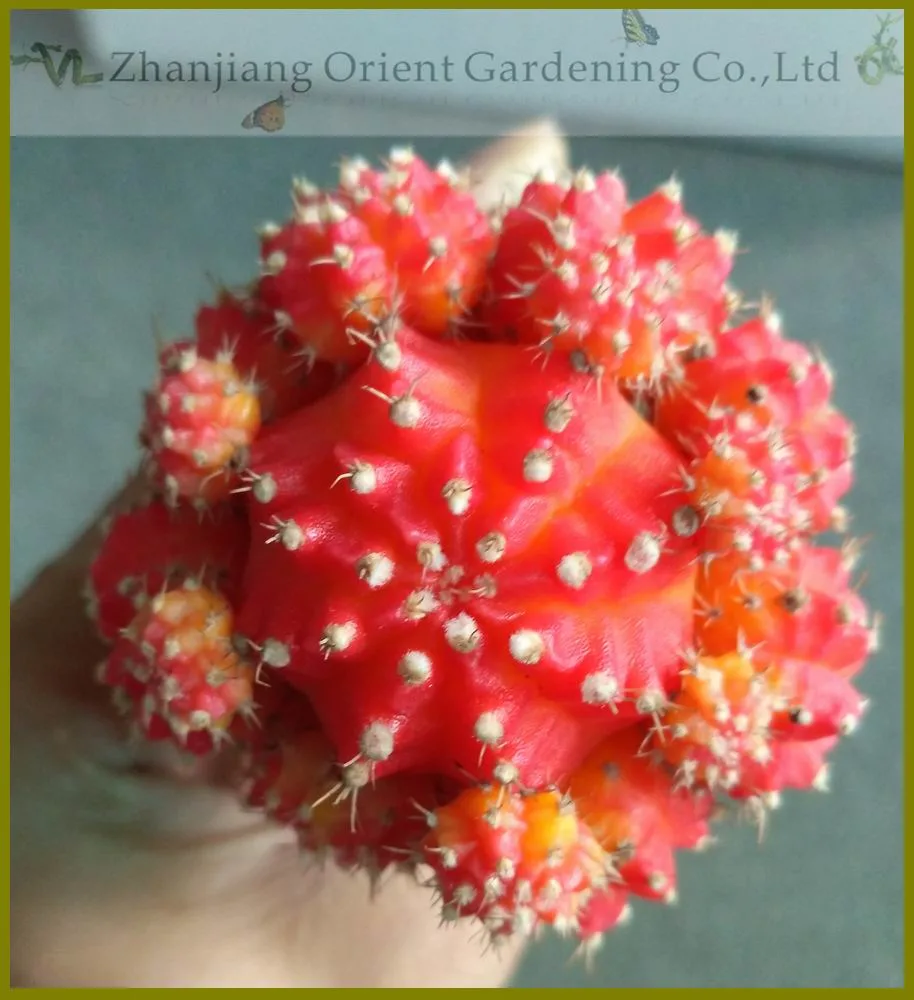 Grafted Gymnocalycium Mihanovichii Moon Cactus Live Plant Red Yellow Pink Multicolor