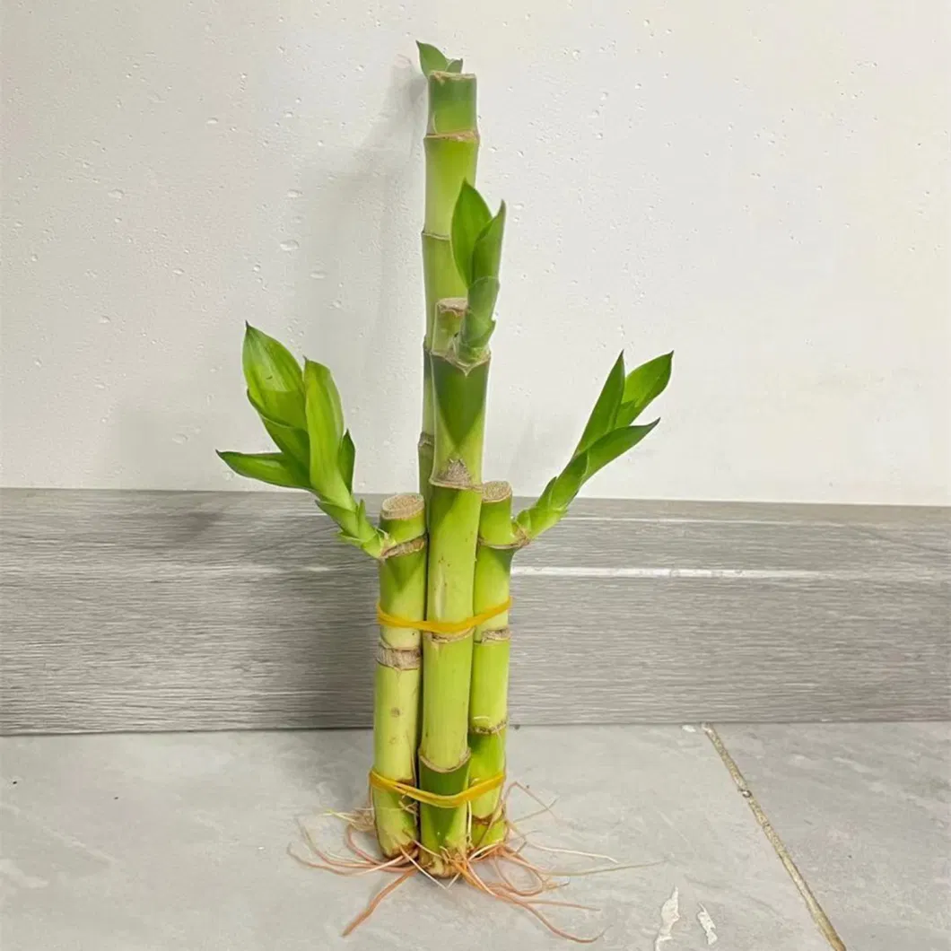 Lucky Bamboo Bonsai Evergreen Nursery Decoration Succulents Tree Bamboo Plants