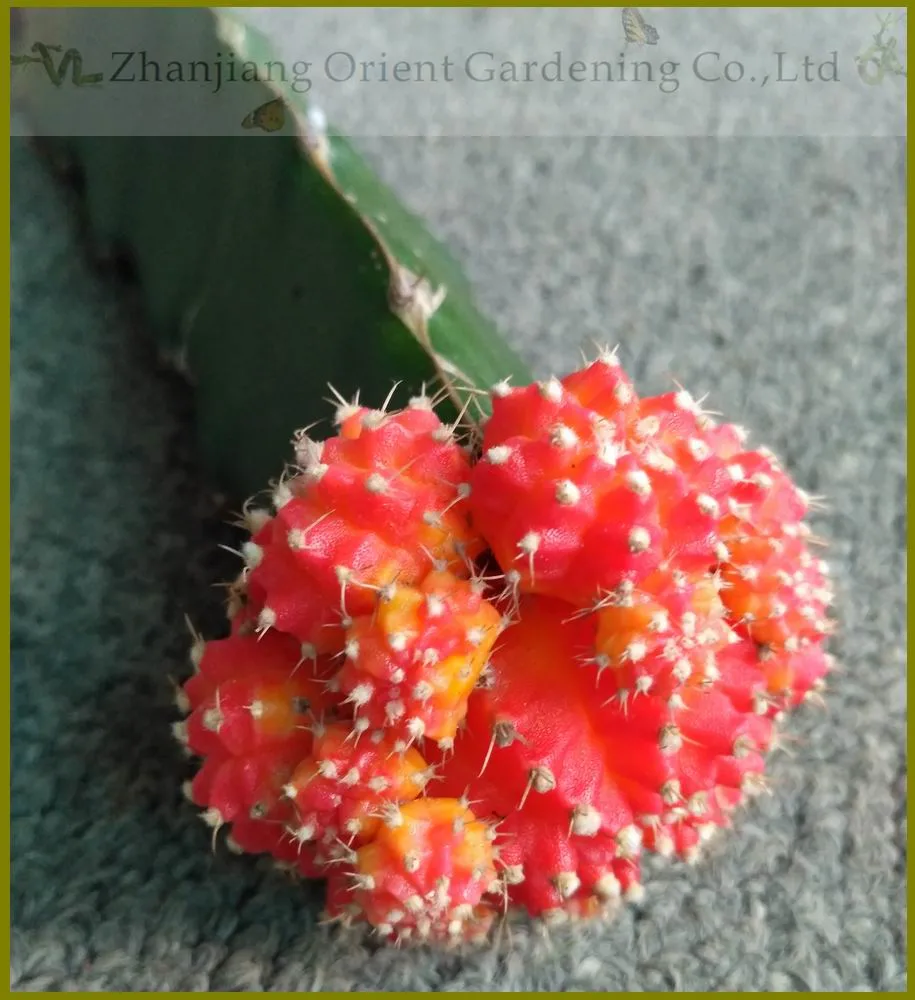 Grafted Gymnocalycium Mihanovichii Moon Cactus Live Plant Red Yellow Pink Multicolor