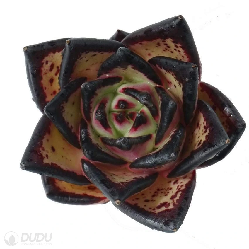 Dudu Beautiful Hot Sale Colorful Ebony Echeveria Natural Live Succulent