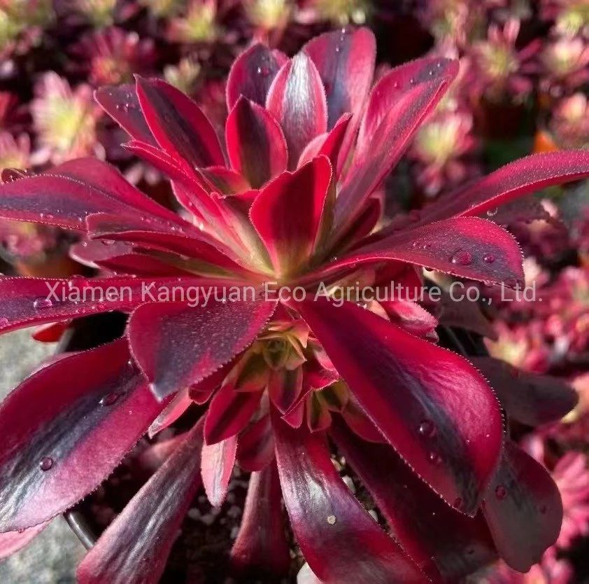 Wholesale Real Live Decoration Plants Aeonium