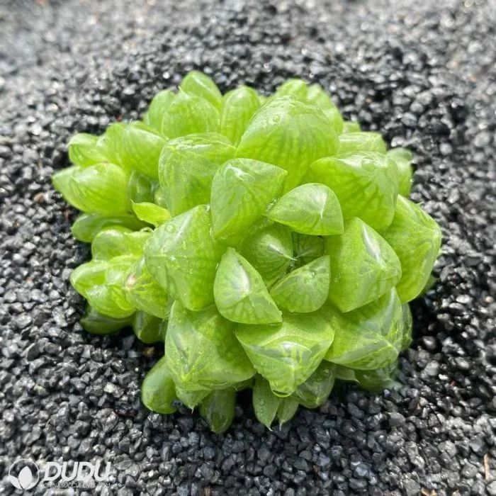 Dudu Wholesale Colorful/Red/Pink/Green Haworthia Cymbiformis Natural Live Succulent Plants