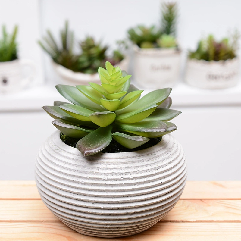 Succulent Ceramic Plant Pot Planters