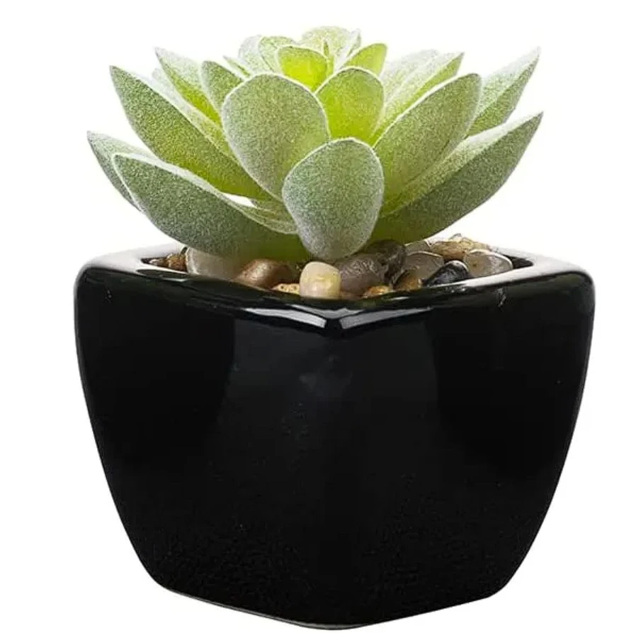Succulent Plants Green Bonsai with Pots for Official Room Decoration