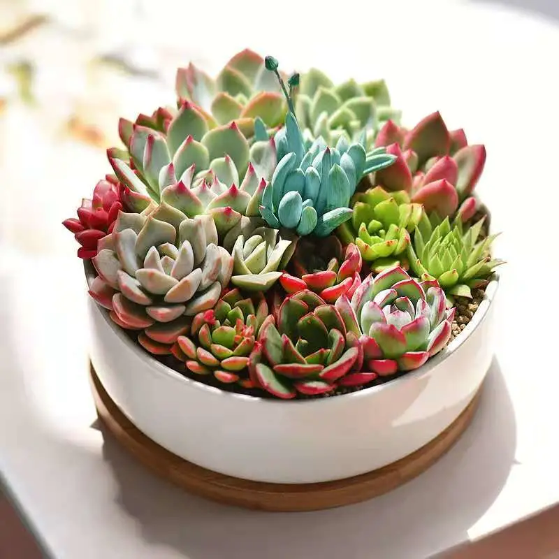 Succulent Plants Box Hotsale Promotion