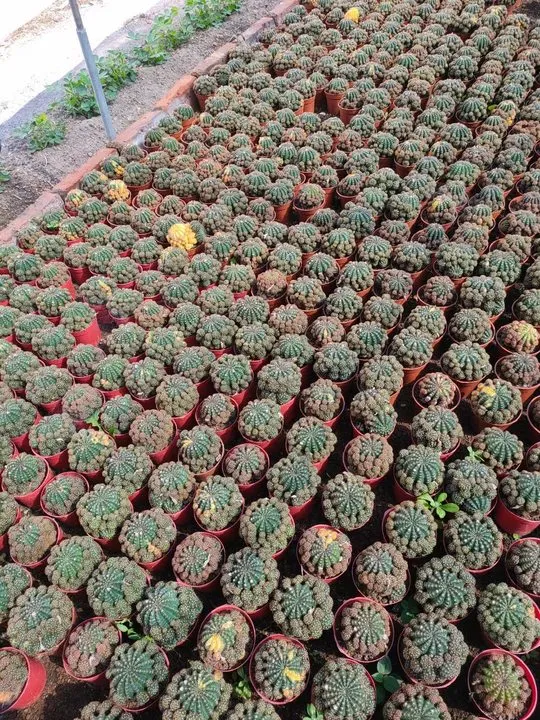 Real Cactus Plants Matucana Aurantiaca