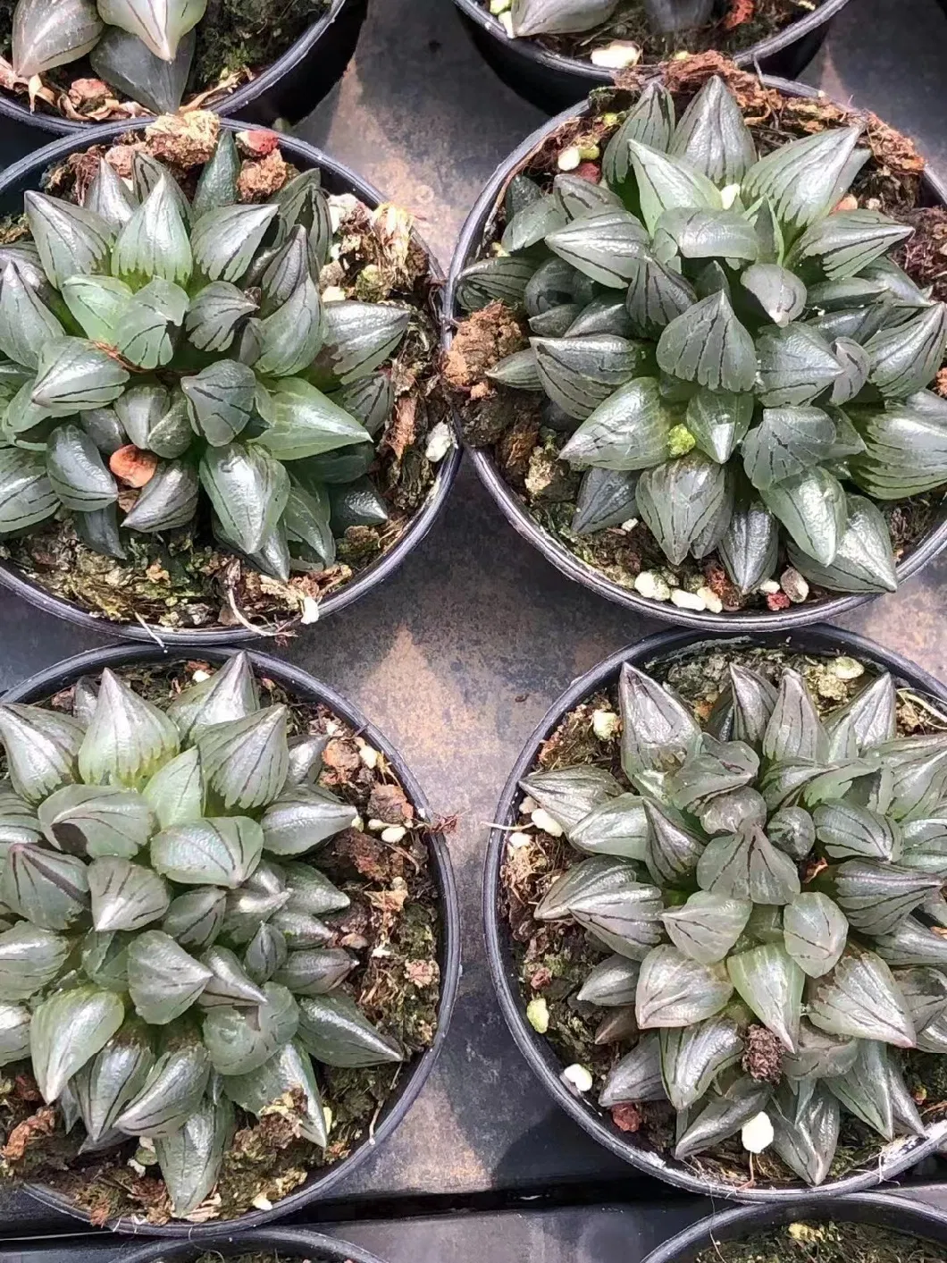 Haworthia Magnifica Live Plants Cactus and Succulent Indoor Decoration Gardening Plant