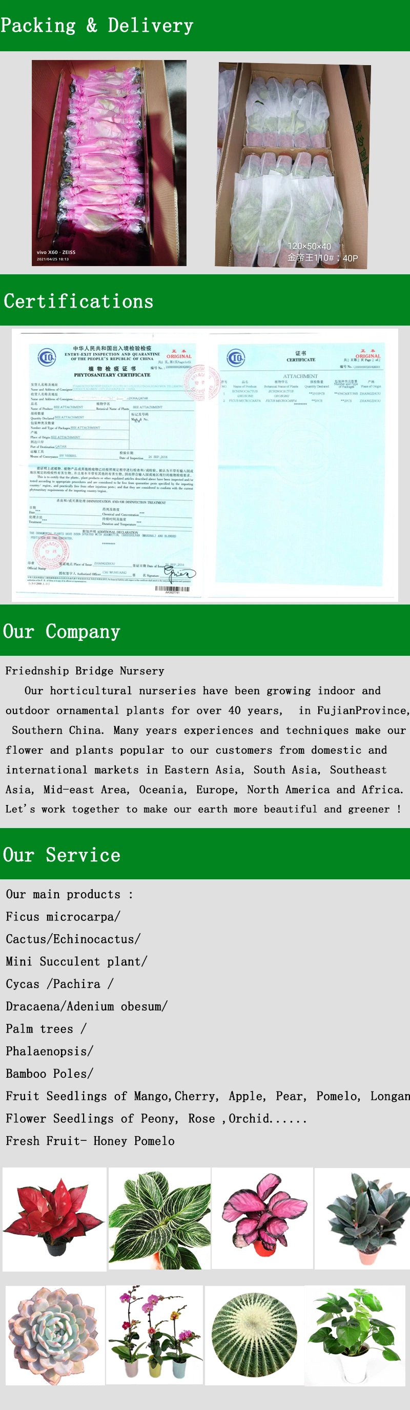 Succulent Plants Box Hotsale Promotion