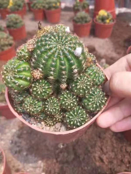 Real Cactus Plants Matucana Aurantiaca