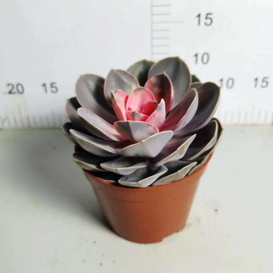 Wholesale Nursery Echeveria/Haworthia/Lithops/Aeonium/Cactus Colourful Rare Natural Live Succulent Plants Red Heart