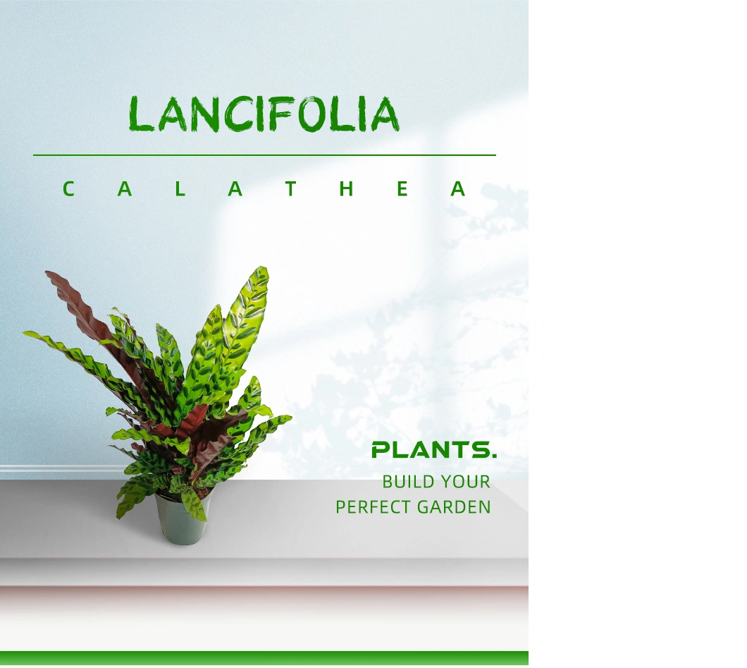 Calathea Lancifolia Living Plants