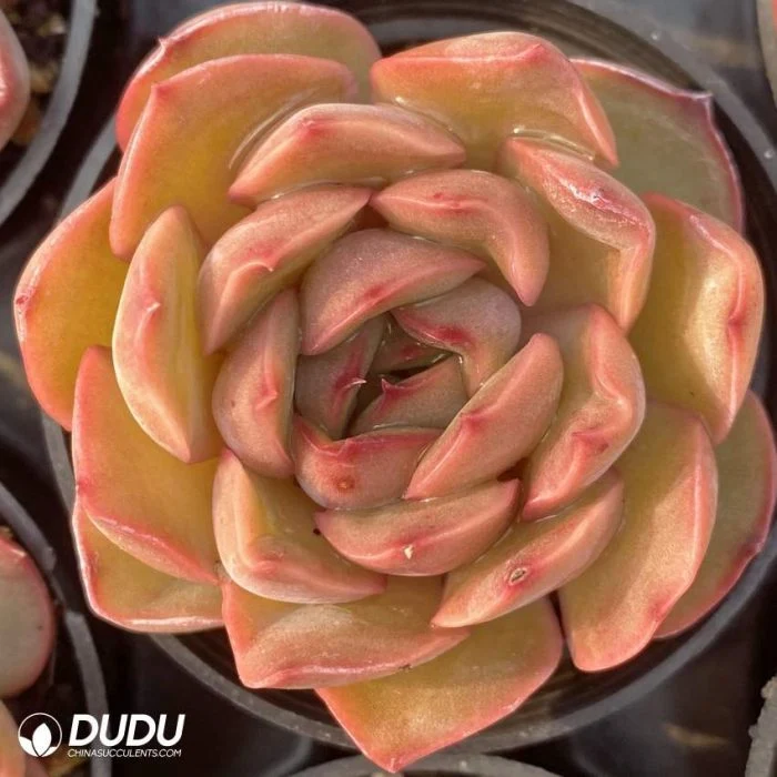 Dudu Rare Echeveria Pink Natural Live Succulent for Garden Decorative