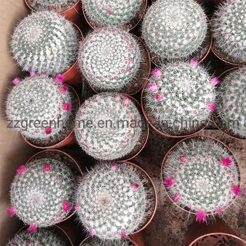Cactus Mammillaria Hahniana Ornamental Round Succulent Plant
