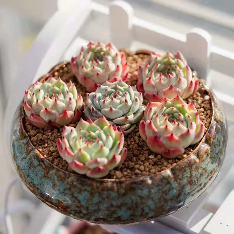 Succulent Plants Box Hotsale Promotion