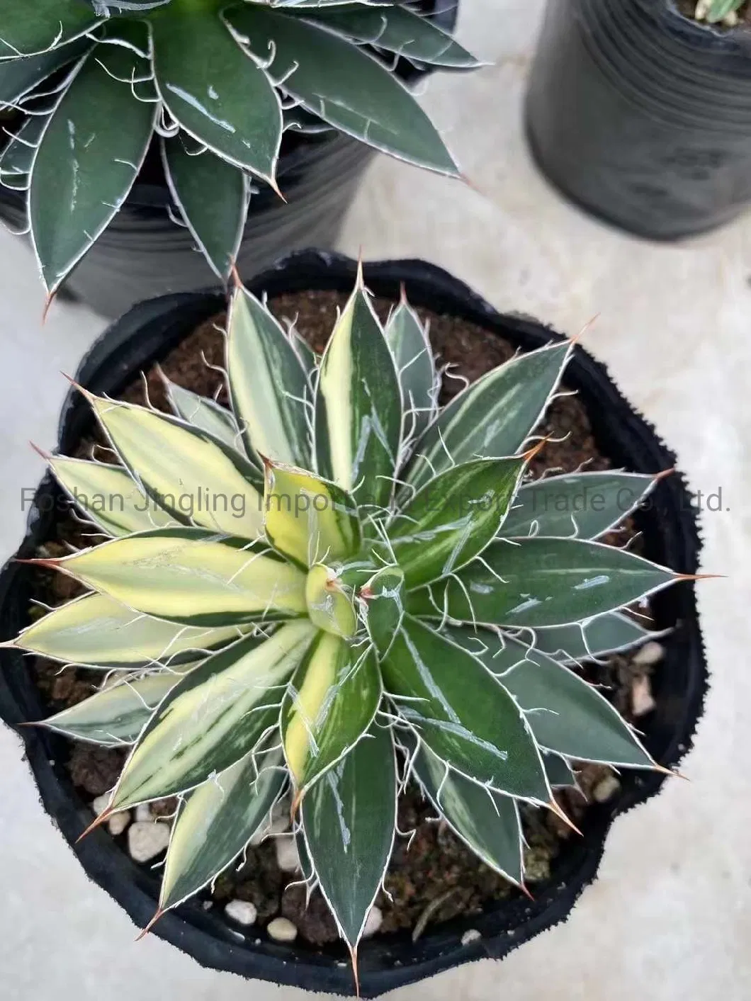 Agave Indoor Plants Agave Titanota Cactus and Succulent