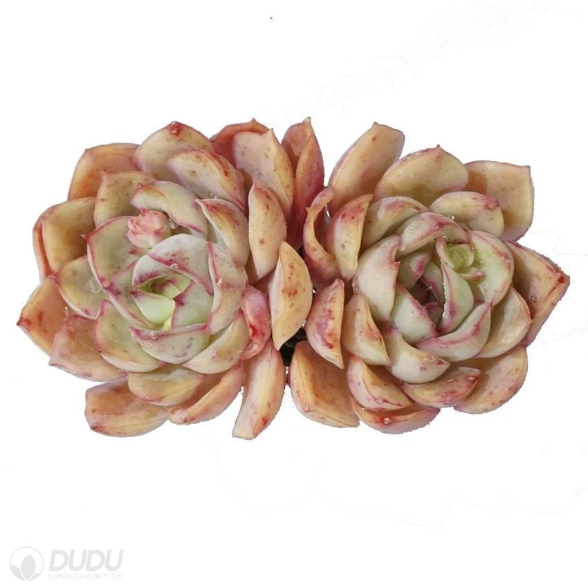 Dudu Wholesale Colourful Warbler Double Head Echeveria Natural Live Succulent Plants