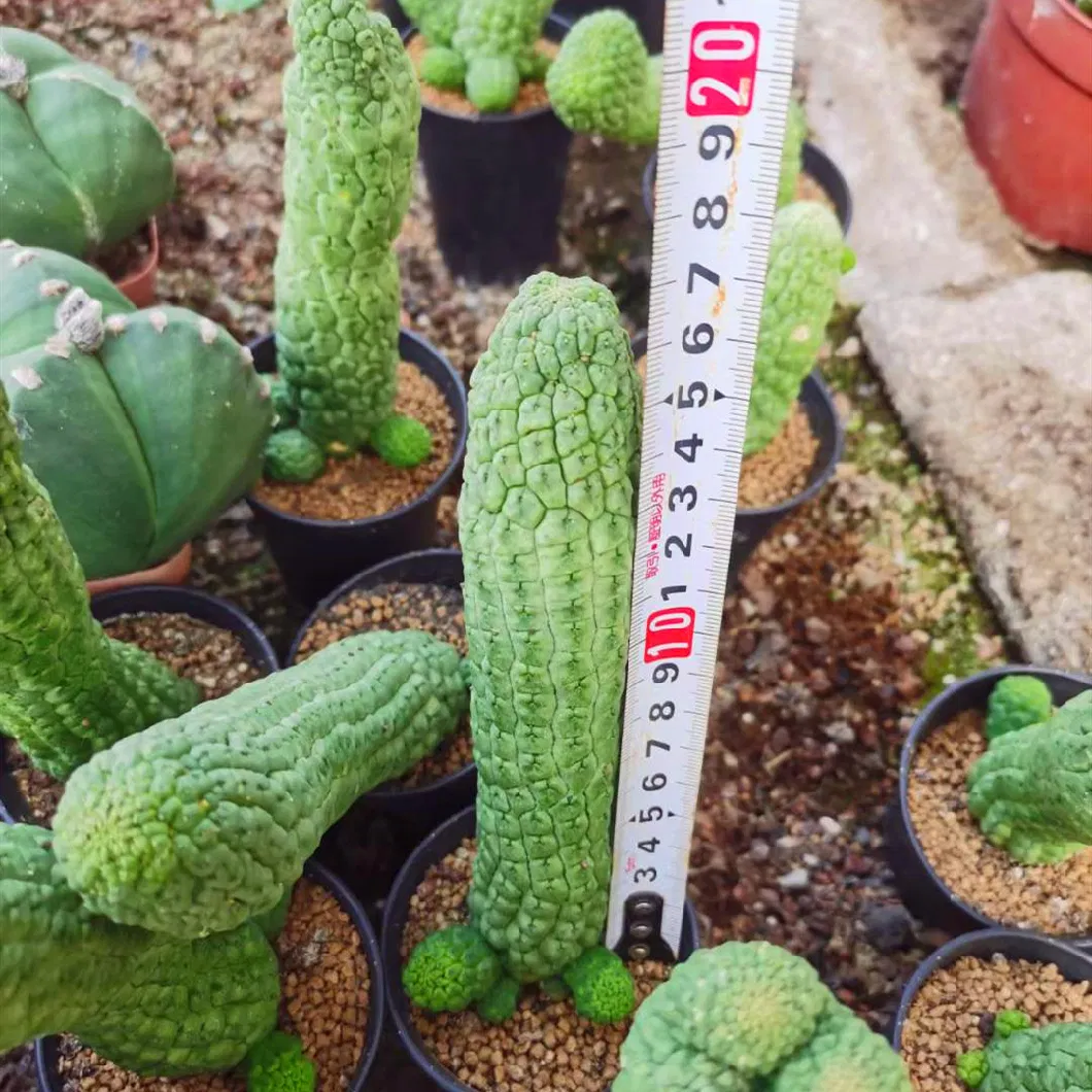 Lavrania Cactiformis Indoor Live Cactus