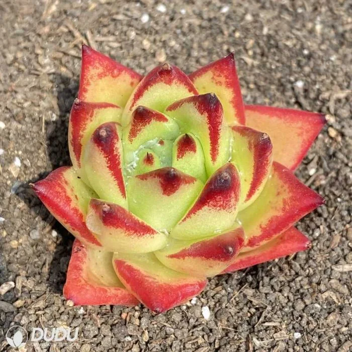 Dudu Popular Wholesale Indoor Lipstick Echeveria Natural Live Succulent