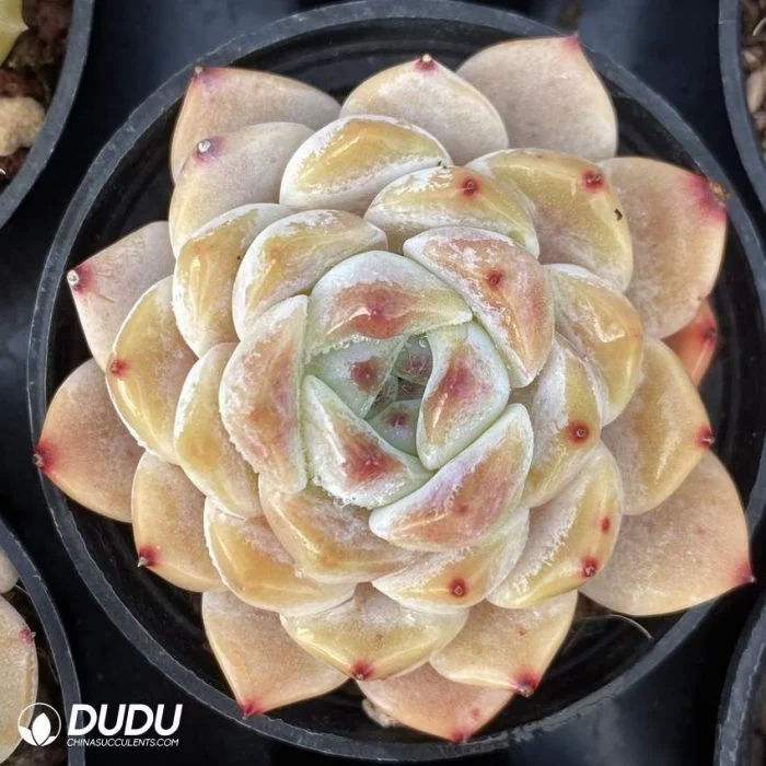 Dudu China Supplier Cheap Echeveria Slightly Drunk Natural Live Plants for Sale