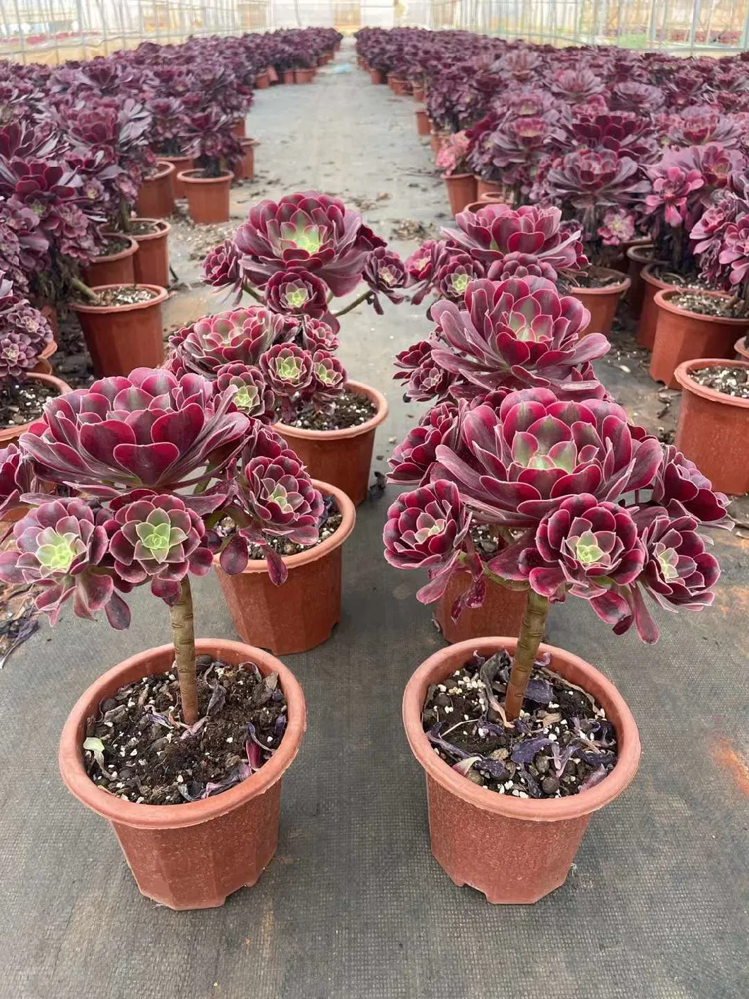 Wholesale Aeonium Medusa Cluster Succulent Cactus Supplier