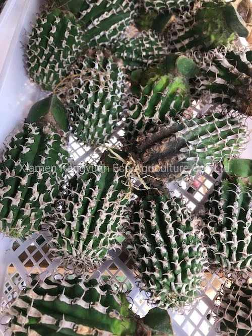 Ornamental Natural Live Plants Euphorbia