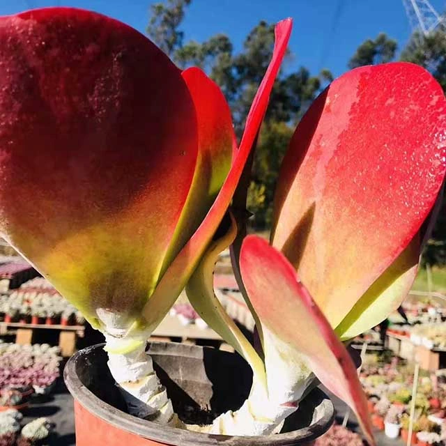 Kalanchoe Luciae F. Variegate Succulent Plants