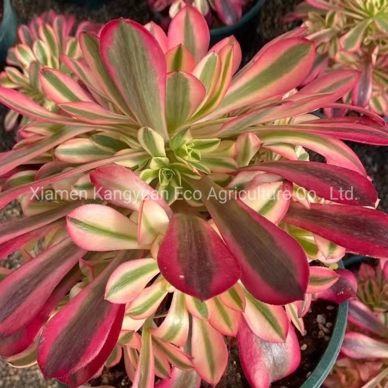 Wholesale Real Live Decoration Plants Aeonium