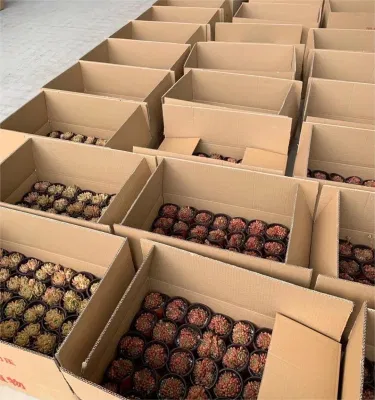China Vivero barato fácil de flujo Aloe híbridos Natural vivo Suculente