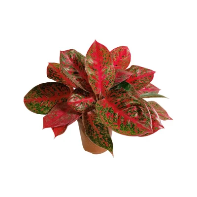 Aglaonema Sol Rojo de plantas naturales