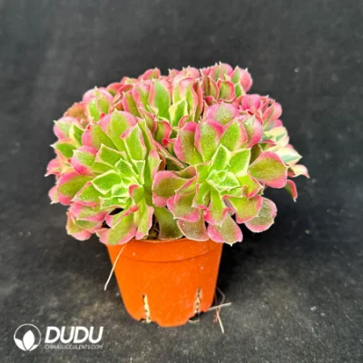 Dudu Factory Vivero Aeonium Cluster Variegated plantas suculentas para el Jardín Decorativo