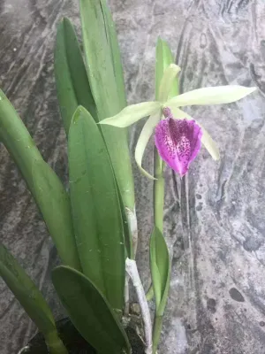 Fvwholesale suculentas Super rara orquídea Cattleya gran planta Paisaje