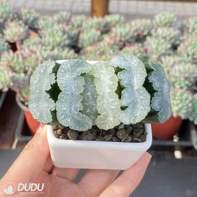 Dudu Venta al por mayor caliente Fierce Dove Hawworthia Natural Live Succulent